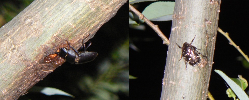 川縁のヤナギ(左)_ノコギリクワガタ大歯型♂ _2021年5月26日19時45分頃 23度